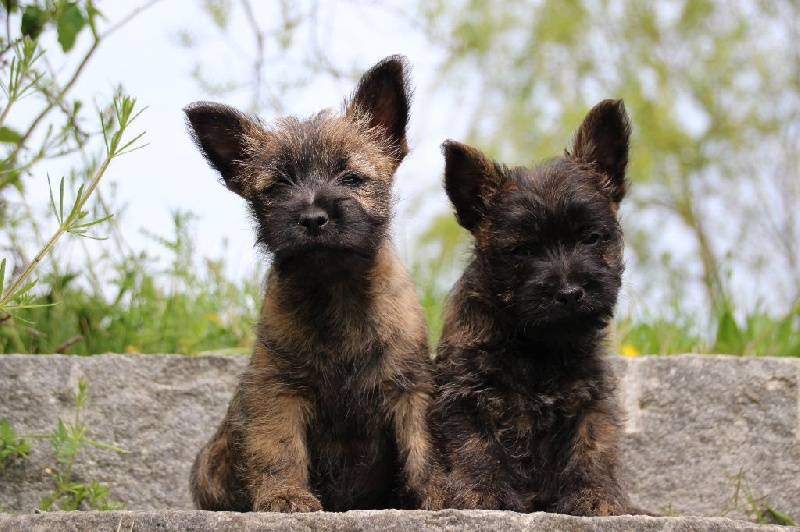 chiot Cairn Terrier of Wings of an Angel