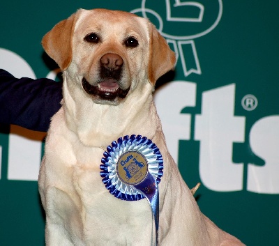 Crufts