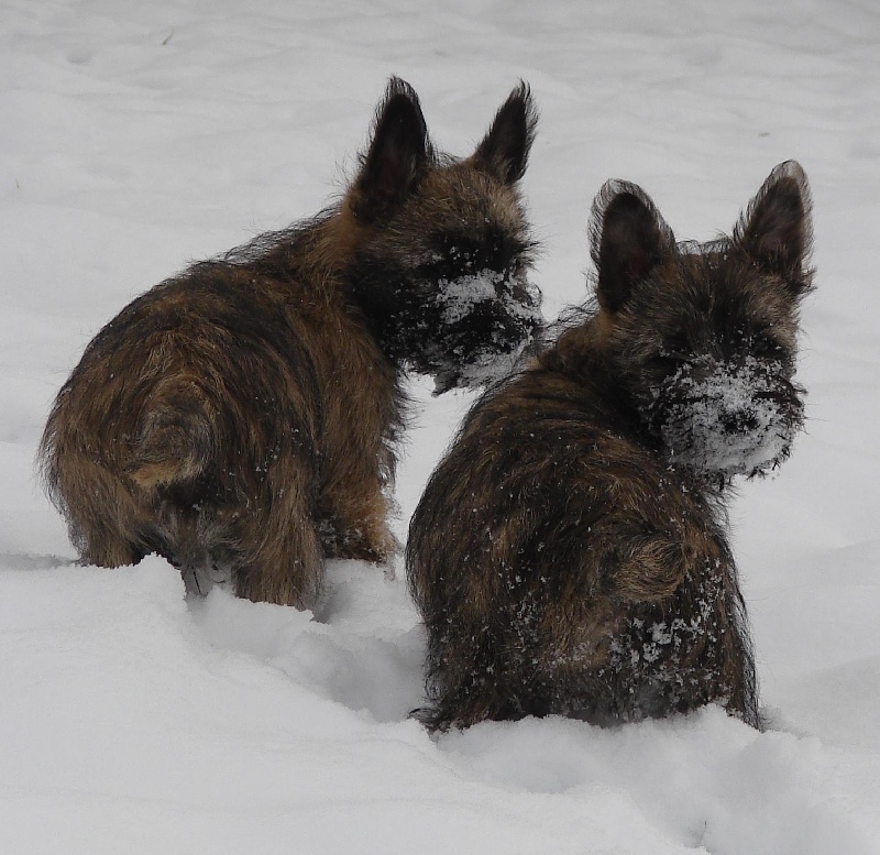 of Wings of an Angel - Cairn Terrier - Portée née le 06/11/2011